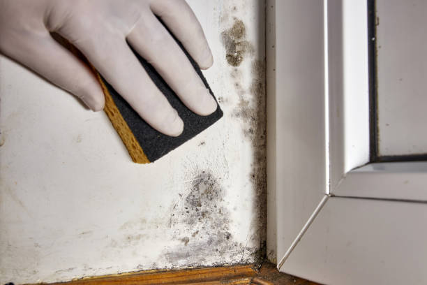 Asbestos and Lead Testing During Mold Inspection