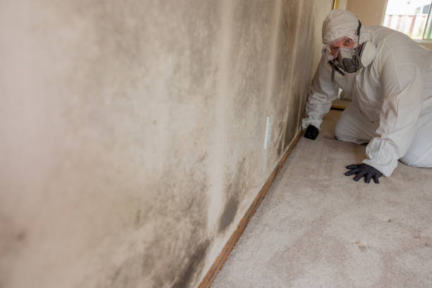 Best Real Estate Mold Inspection  in Lochmoor Waterway Estates, FL